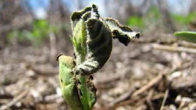 Estrategias contra el picudo negro de la soja