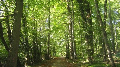 Sarquís celebró la aprobación de la Ley de Bosques y destacó ventajas para la Provincia