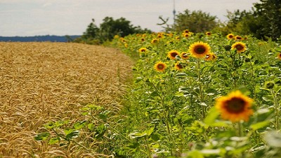 Trigo y girasol, los destacados de la campaña 2016