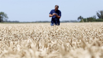 Cosecha de trigo: los rindes de la liberación