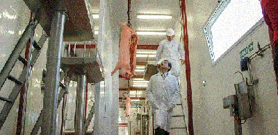 La cadena porcina alcanza volúmenes récord de faena y producción