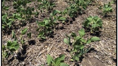 Alerta por presencia de Oruga Bolillera y Loxostege en Soja