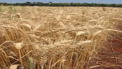 Qué calidad tiene el trigo según las zonas