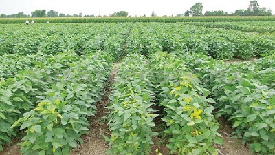 Seguimiento de cultivos de Soja para manejo integrado de plagas insectiles y enfermedades foliares
