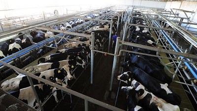 Radio: ¿Cómo resultó el 2016 para el tambo argentino?; con J. Vanzetti