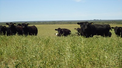 Ganadería: sugerencias para la sequía