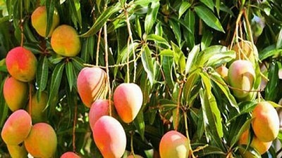 Cómo evitar las intoxicaciones alimentarias en verano