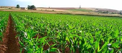 Por sequía e inundaciones, resta por sembrar 40% de la superficie prevista