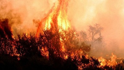 Incendios: piden ayuda en La Pampa