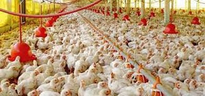 Alerta en el sector avícola por un foco de gripe aviar en Chile