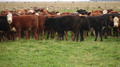 Ganadería - *Dos tipos audaces que piensan en grande