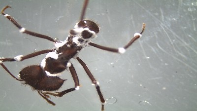 Hongos entomopatógenos para el control de plagas en la agricultura familiar