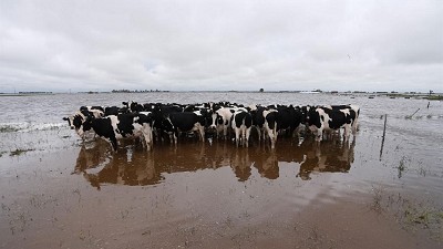 Lluvias: Córdoba y Santa Fe pierden 1,8 millones de litros de leche por día