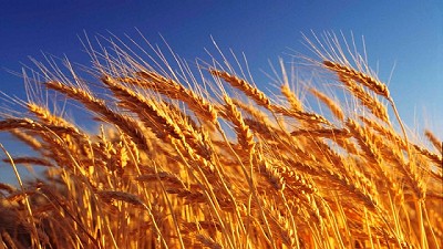 La campaña triguera dejó un mejor resultado económico 