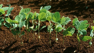 Por el impacto climático se deberán recortar las estimaciones productivas de maíz y soja