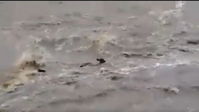 Colapsaron las cuencas del litoral. Mira cómo las vacas 