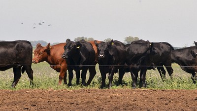 Análisis del mercado ganadero, por Ignacio Iriarte
