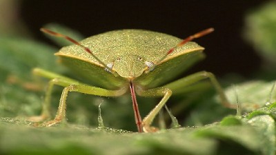 Alertas por las chinches en la soja