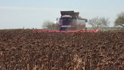 Recomendaciones del INTA para iniciar la cosecha de girasol 2017