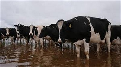 Inundaciones: los tamberos piden una condonación de deudas y ayuda financiera