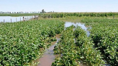 Se estiman fuertes perdidas en soja y maíz por el efecto de las inundaciones 