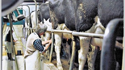 Leve suba de precios internacionales de los lácteos