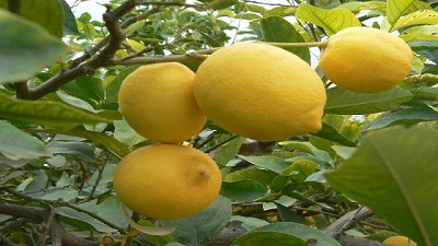 Estados Unidos frenó la importación de limones argentinos