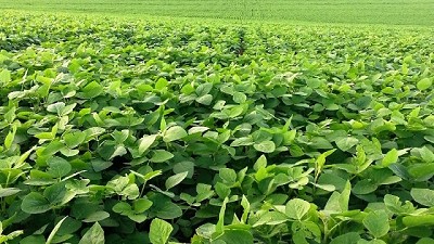 Un escudo contra las plagas y enfermedades en soja