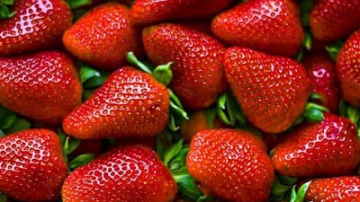 Tucuman negocia entrada de frutilla a EE.UU