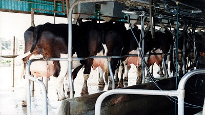 Mirada sobre el panorama lechero de enero de 2017