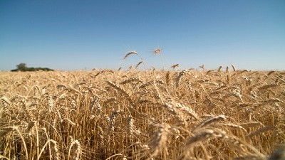Argentina podría exportar un 15% más de trigo pan que en la campaña anterior
