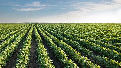 El agua se cobraría unas 600 mil ha de soja en la región núcleo