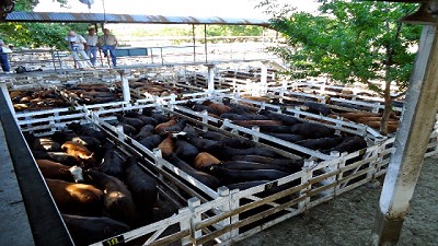 Notoria oscilación de precios, según la calidad expuesta