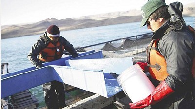 Se exportaron más pescados y mariscos que carne vacuna durante 2016
