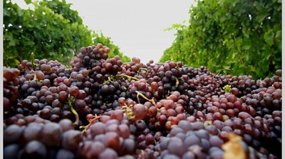 Los vinos y las uvas de Argentina no entrarán a Bolivia por tres meses