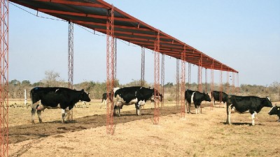 Estrés calórico: alternativas para reducir el impacto en el ganado