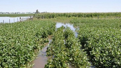 Tiempo de atender a las malezas