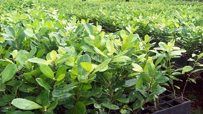 Están vigentes nuevas normas para el control de la yerba mate