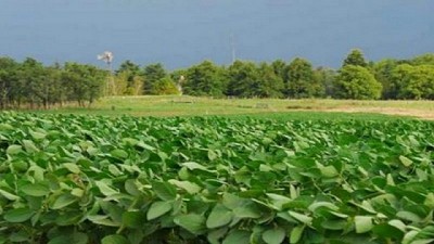 Informe del sistema de alarma de plagas relacionado al cultivo de maiz y soja