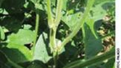 Estado Sanitario de los cultivos