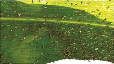 San Luis: detectan un insecto inusual en maíces tardíos