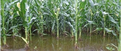 Graves pérdidas de maíz del centro norte de Santa Fe