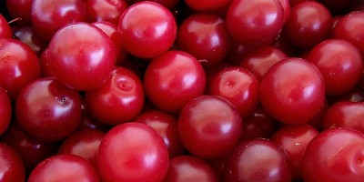 Heladas afectan la cosecha de ciruelas