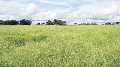 Implantación de pasturas perennes