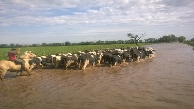 Solicitan la emergencia agropecuaria a zonas de 23 cuencas de Córdoba