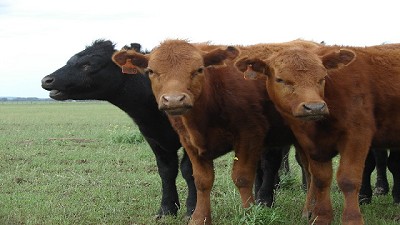 Entre el mal clima y la pérdida de valor real de la hacienda, por Igancio Iriarte