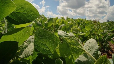 Reacción de los cultivos a nuevos herbicidas