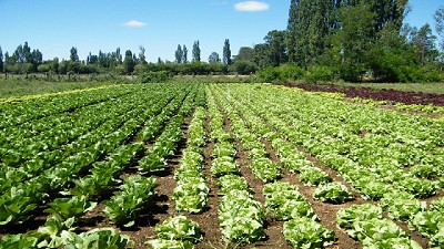 Anunciaron beneficios para productores hortícolas