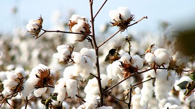Algodón: Trazabilidad que agrega valor