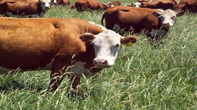 Hacia sistemas productivos ambientalmente sustentables